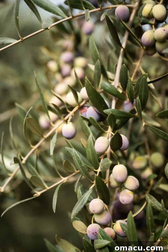 California Grown Agritour focusing on sustainable California Olive Oil production with Rolland Rosenthal from The Mill at Kings River and Rosenthal Olive Ranch.