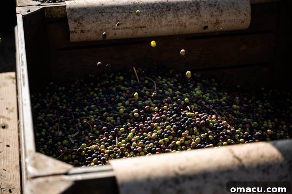 Rolland Rosenthal of The Mill at Kings River and Rosenthal Olive Ranch, showcasing sustainable California Olive Oil production.