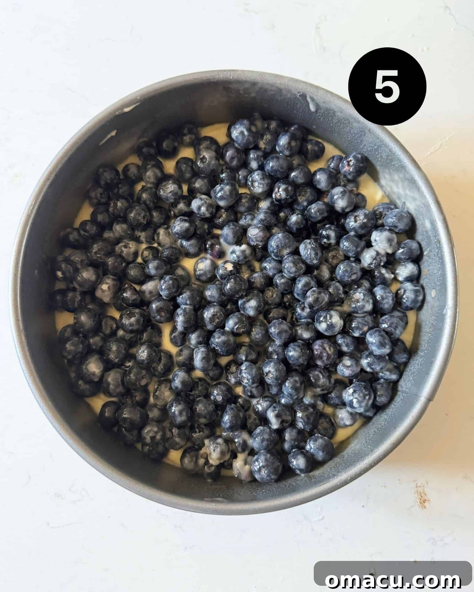 A layer of fresh blueberries carefully placed on top of the cake batter in the springform pan.