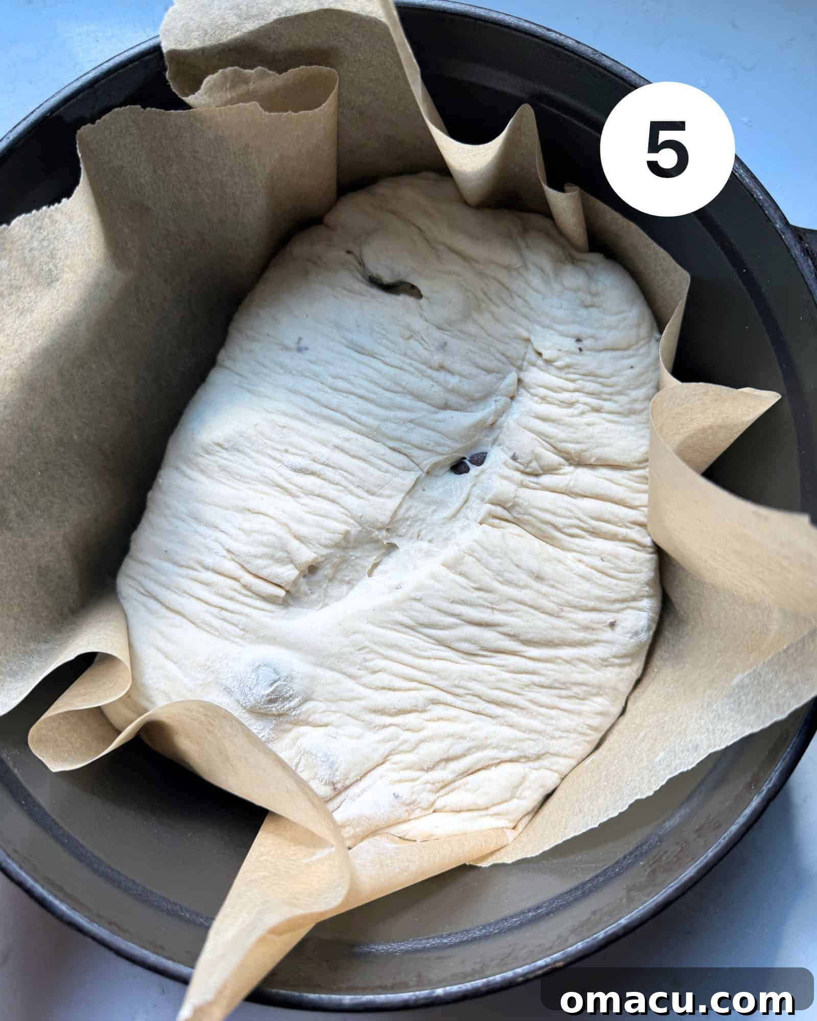 The scored bread dough carefully placed in a preheated cast iron Dutch oven, lined with parchment paper, and ready for the oven.
